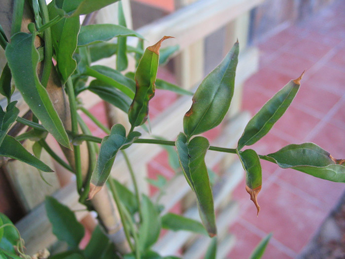 [Foto de planta, jardin, jardineria]