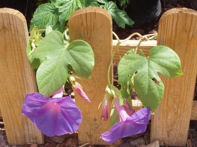 [Foto de planta, jardin, jardineria]