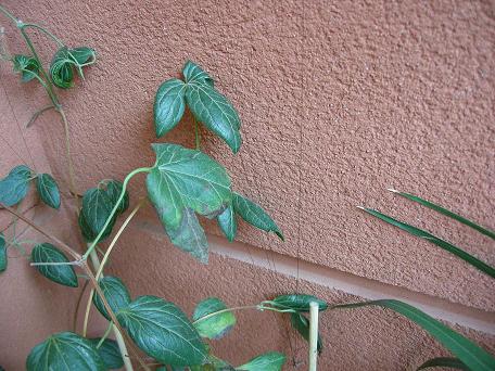 [Foto de planta, jardin, jardineria]