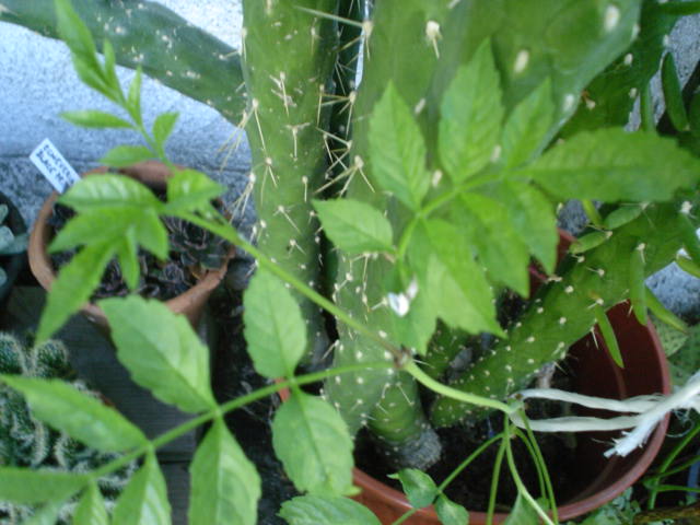 [Foto de planta, jardin, jardineria]