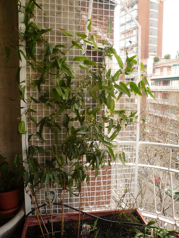 [Foto de planta, jardin, jardineria]