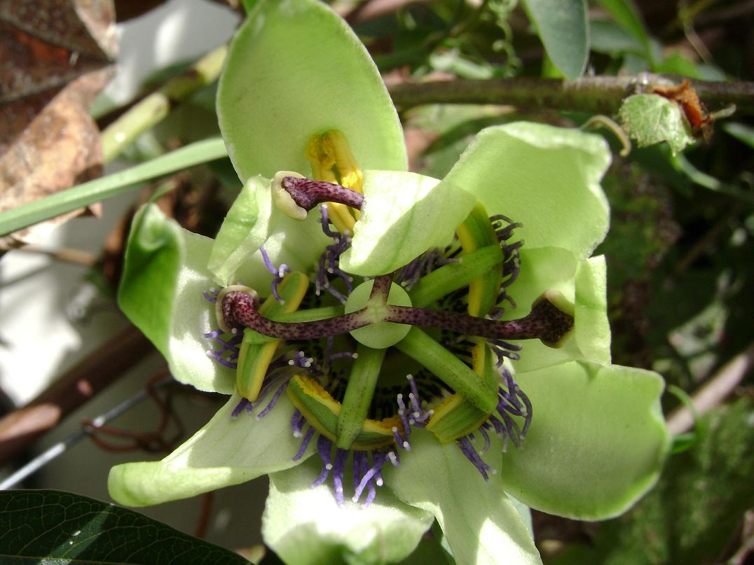 [Foto de planta, jardin, jardineria]