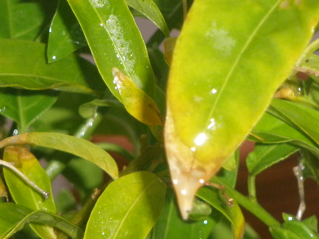 Dama de noche o galán de noche (Cestrum nocturnum)