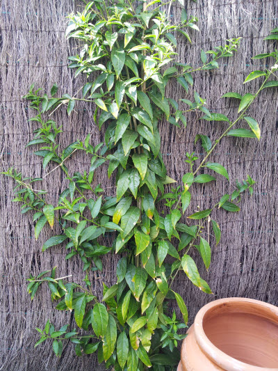 [Foto de planta, jardin, jardineria]