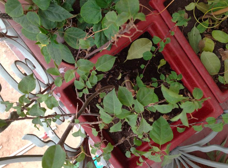 [Foto de planta, jardin, jardineria]