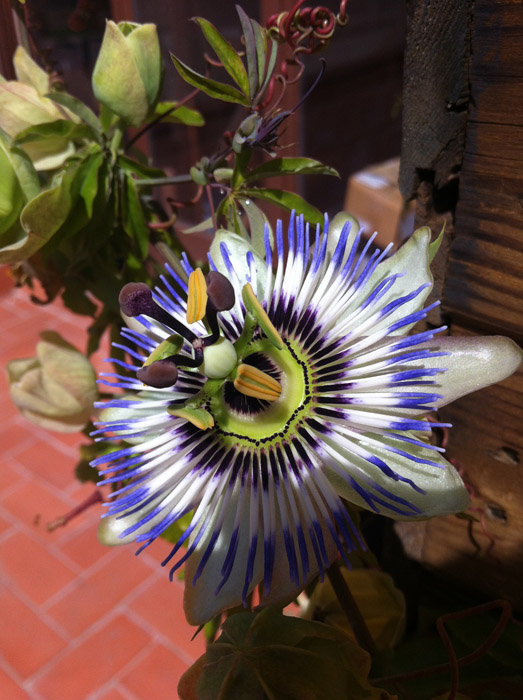 [Foto de planta, jardin, jardineria]