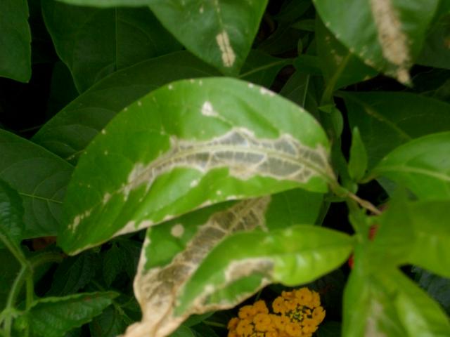 Dama de noche o galán de noche (Cestrum nocturnum)