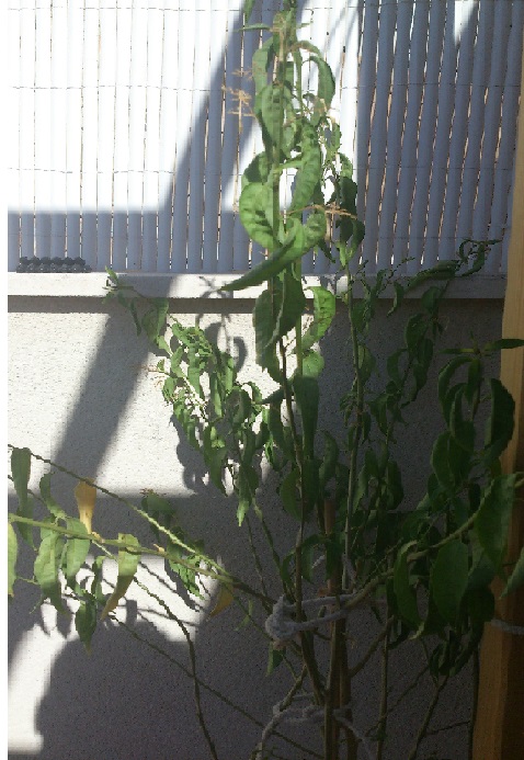 [Foto de planta, jardin, jardineria]