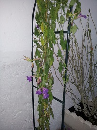 [Foto de planta, jardin, jardineria]