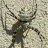 Argiope