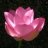 Zephyranthes