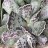 Adromischus Cooperi