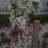 MarceM