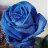 Rosa A.