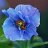 meconopsis