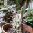 Opuntia_05