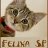 Felina_SP