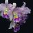 orquideasmontevideo