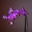flordeazahar