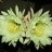 Javicraserocactusero