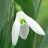 Galanthus