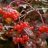 Viburnum