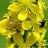 agrimony