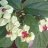 Clerodendrum