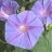 Ipomoea_purpurea