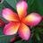 Plumeria73