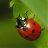 coccinella