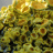 Xanthoria