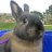 RabbitWoman