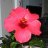 Hibiscos