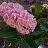 flors