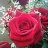 aroa154