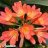 Clivia_2