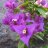 rosemary0108