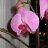 Orquídea_Phal