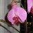 Orquídea_Phal