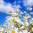 flower-power
